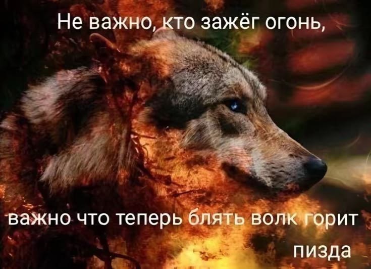 волк горит